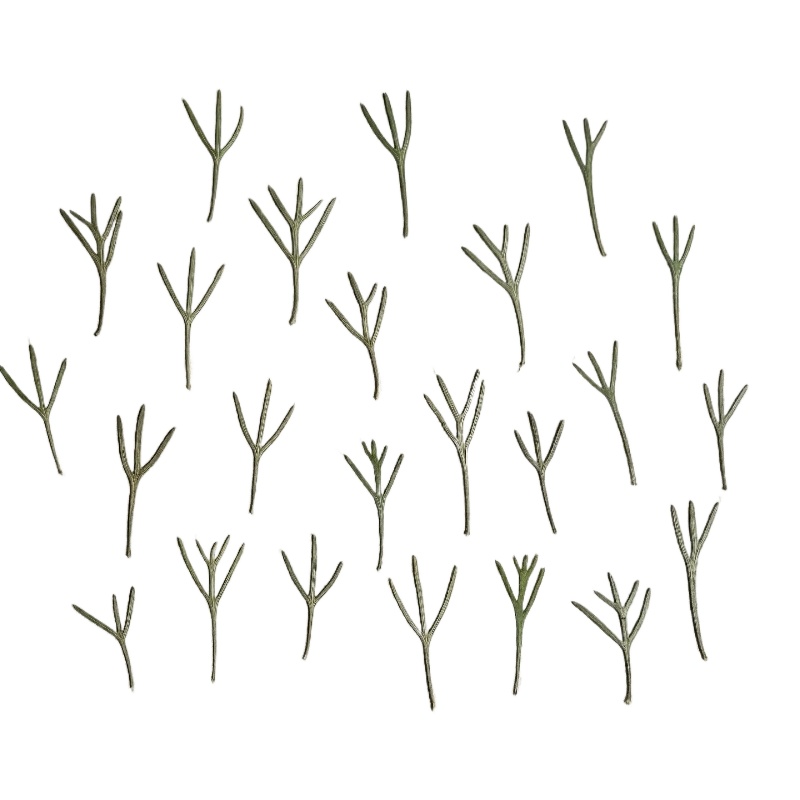 24pcs,Real Pressed Achillea Le - Resin Art Bookmark ulasan dan harga